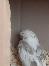 Lost Cockatiel