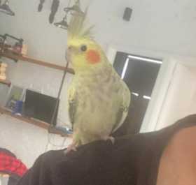 Lost Cockatiel