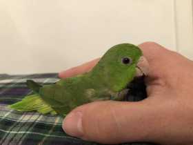 Lost Parrotlet