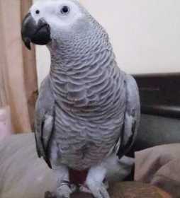 Lost African Grey