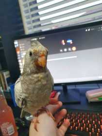 Lost Cockatiel