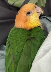 Lost Caique