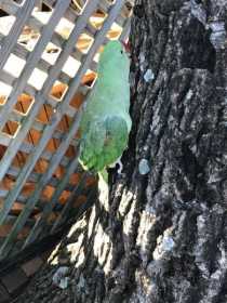 Lost Alexandrine