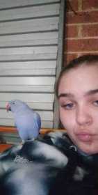 Lost Indian Ringneck Parakeet