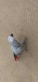 Lost African Grey