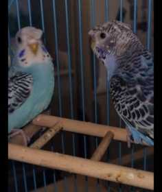 Lost Budgerigar