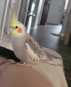 Lost Cockatiel