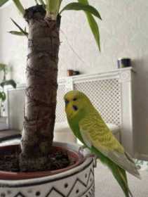 Lost Budgerigar