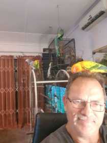 Lost Conure