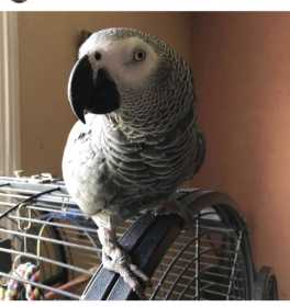 Lost African Grey