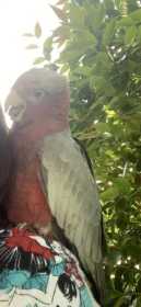 Lost Galah Cockatoo