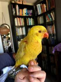 Lost Lory / Lorikeet