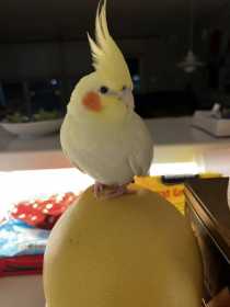 Lost Cockatiel