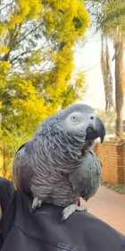 Lost African Grey