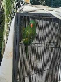 Lost Lory / Lorikeet