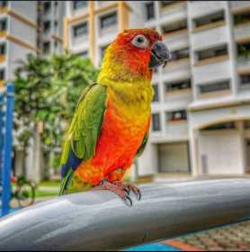 Lost Conure