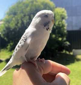 Lost Budgerigar