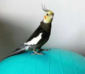 Lost Cockatiel