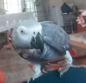 Lost African Grey