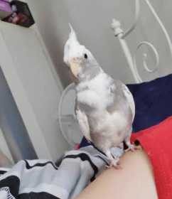 Lost Cockatiel