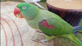Lost Alexandrine