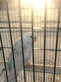 Lost Budgerigar