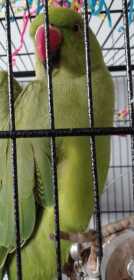 Lost Indian Ringneck Parakeet