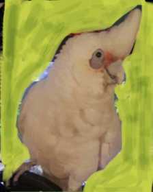 Lost Corella Cockatoo