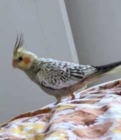 Lost Cockatiel