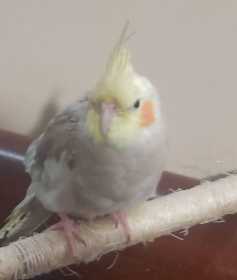 Lost Cockatiel