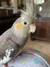 Lost Cockatiel