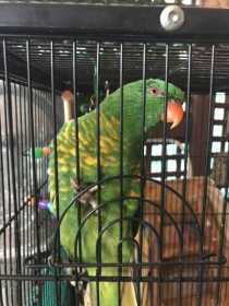 Lost Lory / Lorikeet
