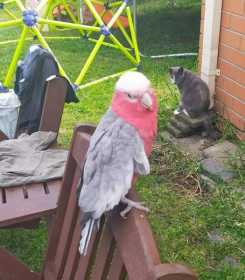 Lost Galah Cockatoo