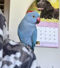 Lost Indian Ringneck Parakeet