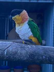 Lost Caique