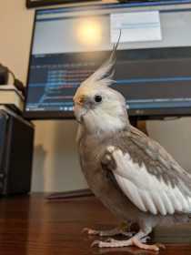 Lost Cockatiel