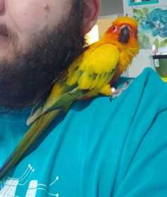 Lost Conure