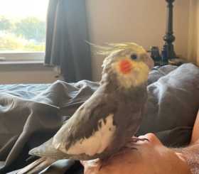 Lost Cockatiel