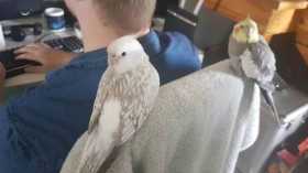 Lost Cockatiel