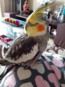 Lost Cockatiel