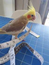 Lost Cockatiel