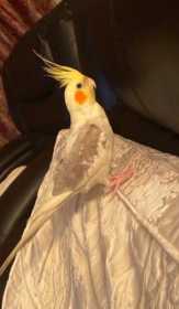Lost Cockatiel