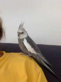 Lost Cockatiel