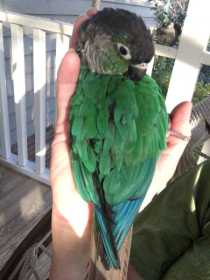 Lost Conure