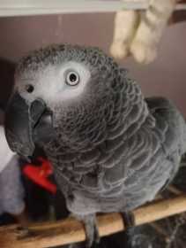 Lost African Grey