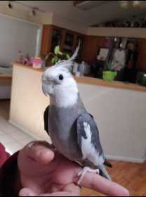 Lost Cockatiel