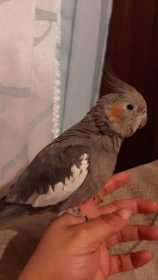 Lost Cockatiel