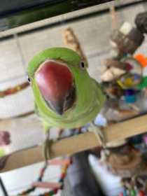 Lost Indian Ringneck Parakeet