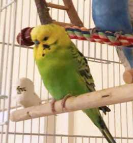 Lost Budgerigar