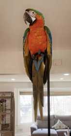 Lost Macaw